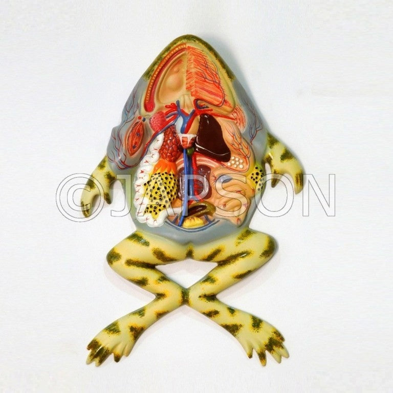 Frog Model Frog Model